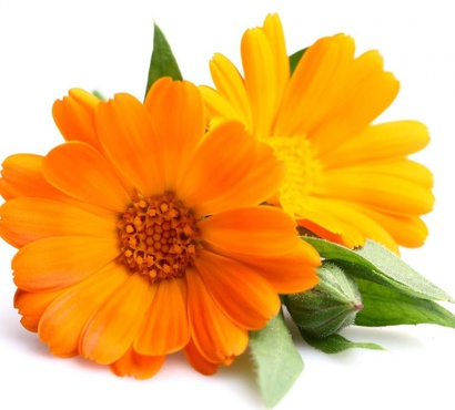 Как выбрать качественные цветки календулы?